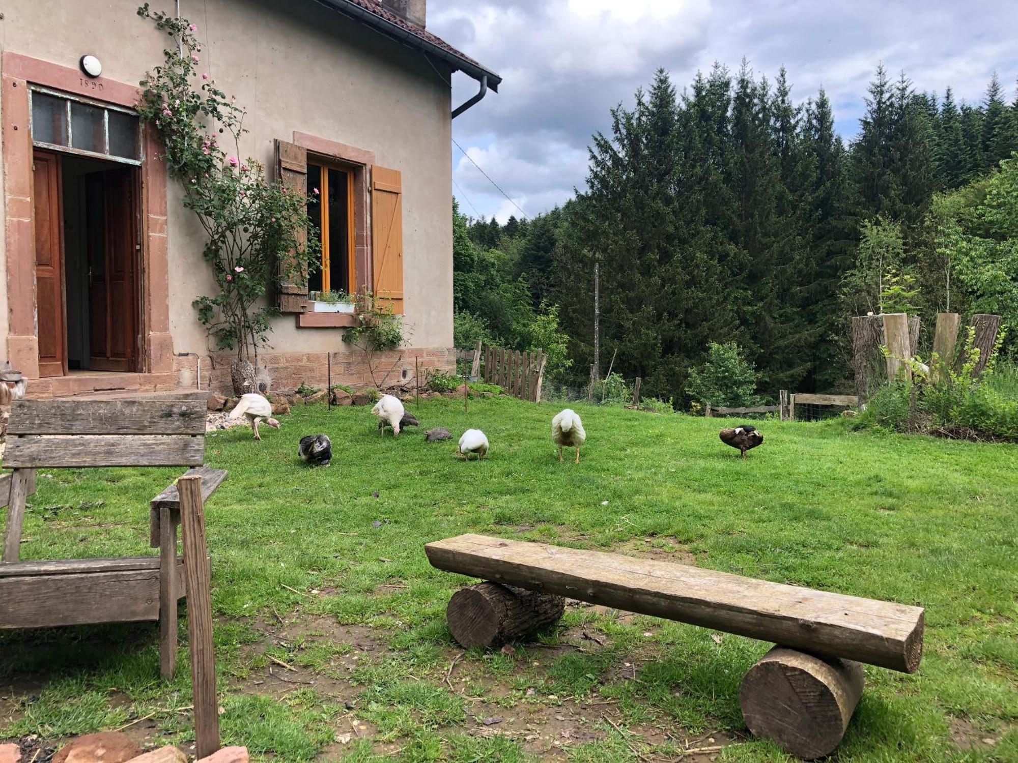 Saint-Sauveur  A L'Oree De Soi - Maison Forestiere De La Soie - Eco Gite, Chambres D'Hotes, Camping Au Pied Des Vosges מראה חיצוני תמונה