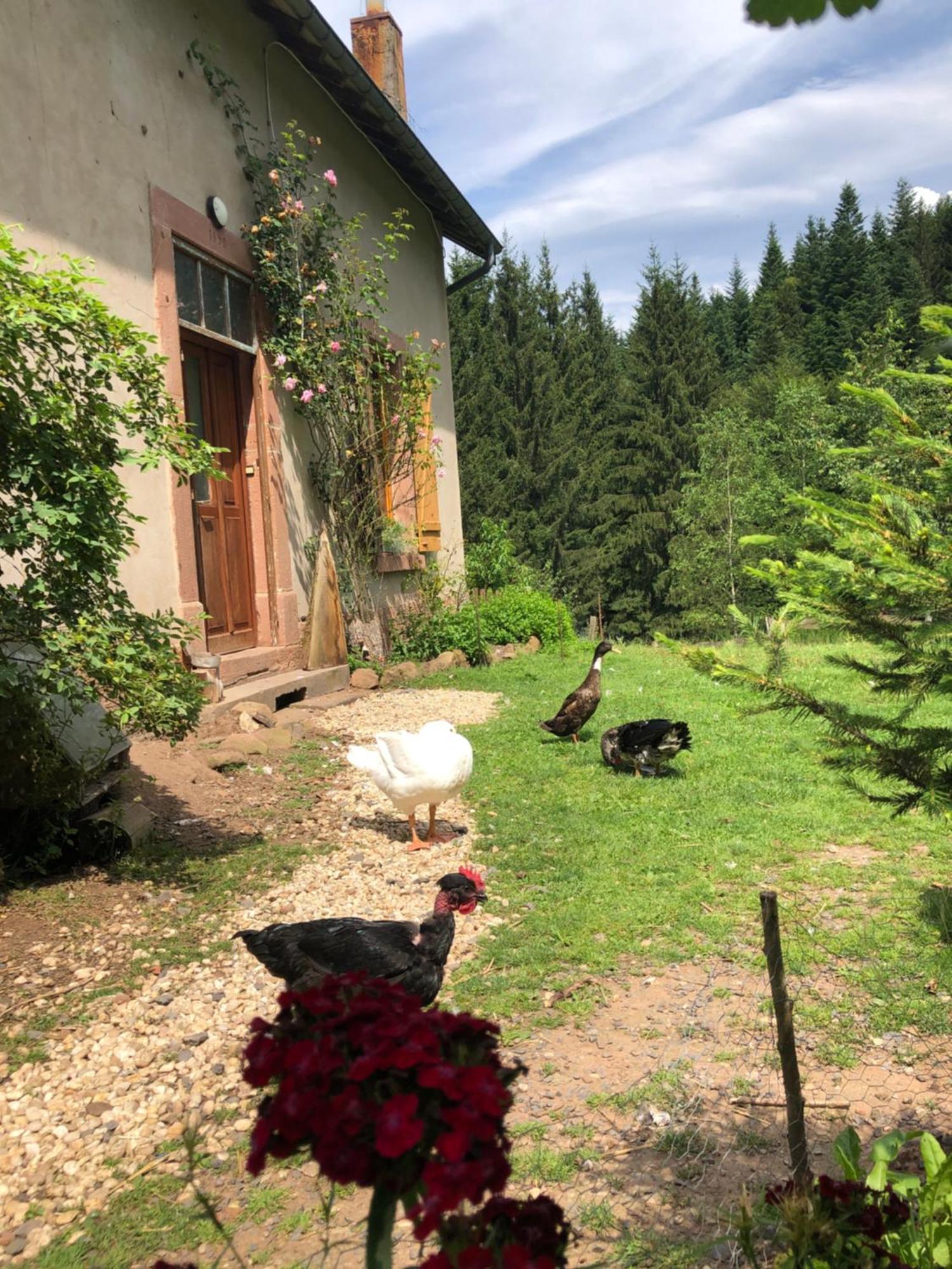 Saint-Sauveur  A L'Oree De Soi - Maison Forestiere De La Soie - Eco Gite, Chambres D'Hotes, Camping Au Pied Des Vosges מראה חיצוני תמונה